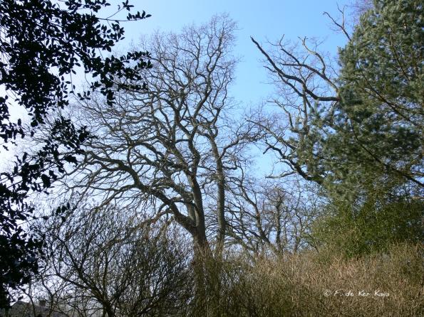 Bois des Moutiers (17) mars 2012
